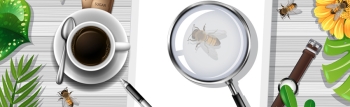 Wasps