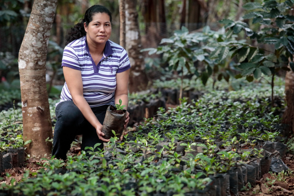 Koffieplantage in El Salvador