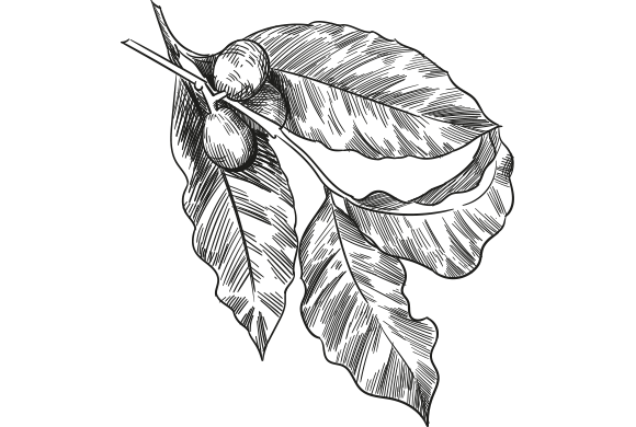 Coffee leave drawing
